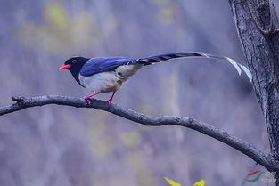 鸟充视频,揭秘鸟类生活与生态的精彩瞬间
