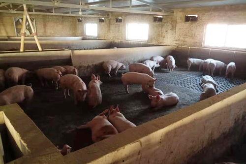 全自动养猪场视频,全自动养殖技术革新之旅