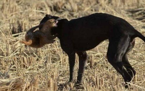 怎么抓黄鼠狼妙招视频,视频教你一招制胜