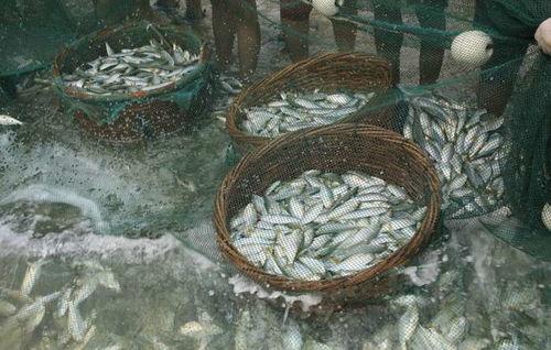 绝户网捕鱼视频,揭秘破坏性捕捞方式的真相