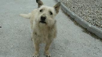 狗交配的全过程视频,从相遇相知到繁衍生息