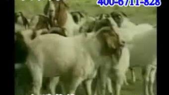 养羊视频新农村养羊,新农村养羊致富之路