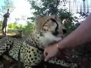 老虎咬死狗视频,老虎咬死狗，生死较量惊心动魄